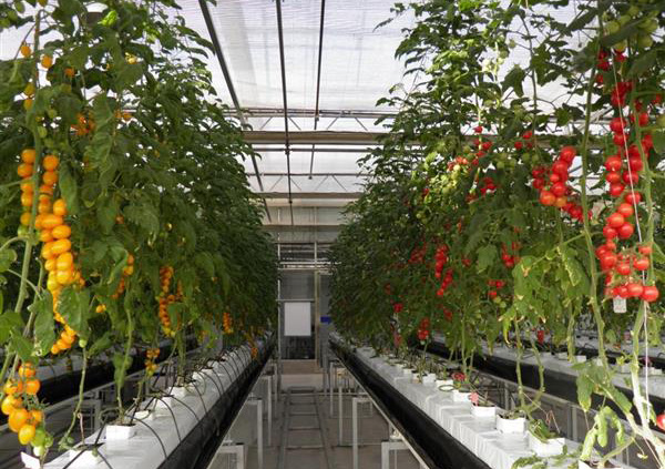 �r(n��ng)�I(y��)�r��